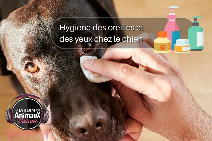 Hygiène des oreilles et des yeux de votre chien