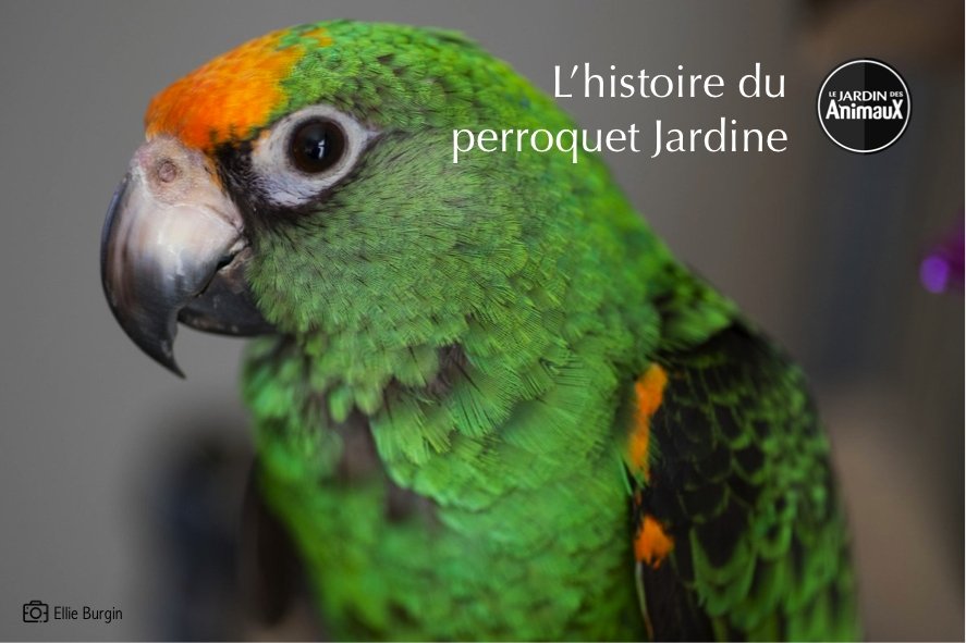 <div align="left">Historique du Perroquet Jardine</div>