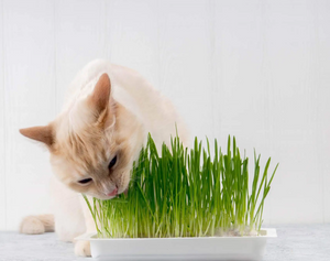 RIGA Herbariga, herbe à chat à faire pousser
