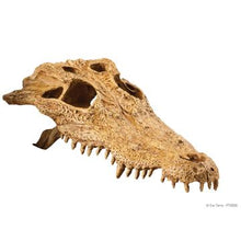 Charger l&#39;image dans la galerie, Cachette Exo Terra en forme de crâne de crocodile - Boutique Le Jardin Des Animaux -DécorationBoutique Le Jardin Des AnimauxPT2856
