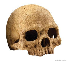 Charger l&#39;image dans la galerie, Cachette Exo Terra en forme de crâne de primate - Boutique Le Jardin Des Animaux -DécorationBoutique Le Jardin Des AnimauxPT2855
