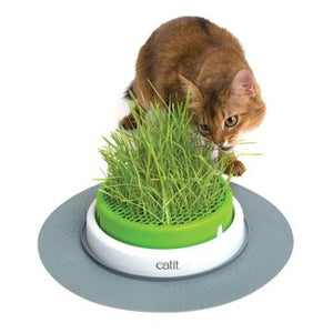 Catit 2.0 jardinière d'herbe à chat à cultiver - Boutique Le Jardin Des Animaux -Herbe à chatBoutique Le Jardin Des Animaux43161w