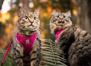 Harnais pour chat Camo - ADVENTURE KITTY HARNESS - RC Pets - Boutique Le Jardin Des Animaux -CollierBoutique Le Jardin Des Animaux#538 - 035 Camo